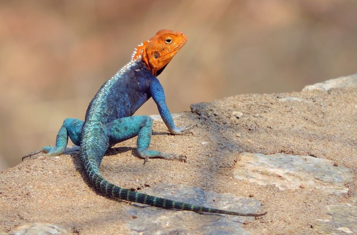 Common Agama